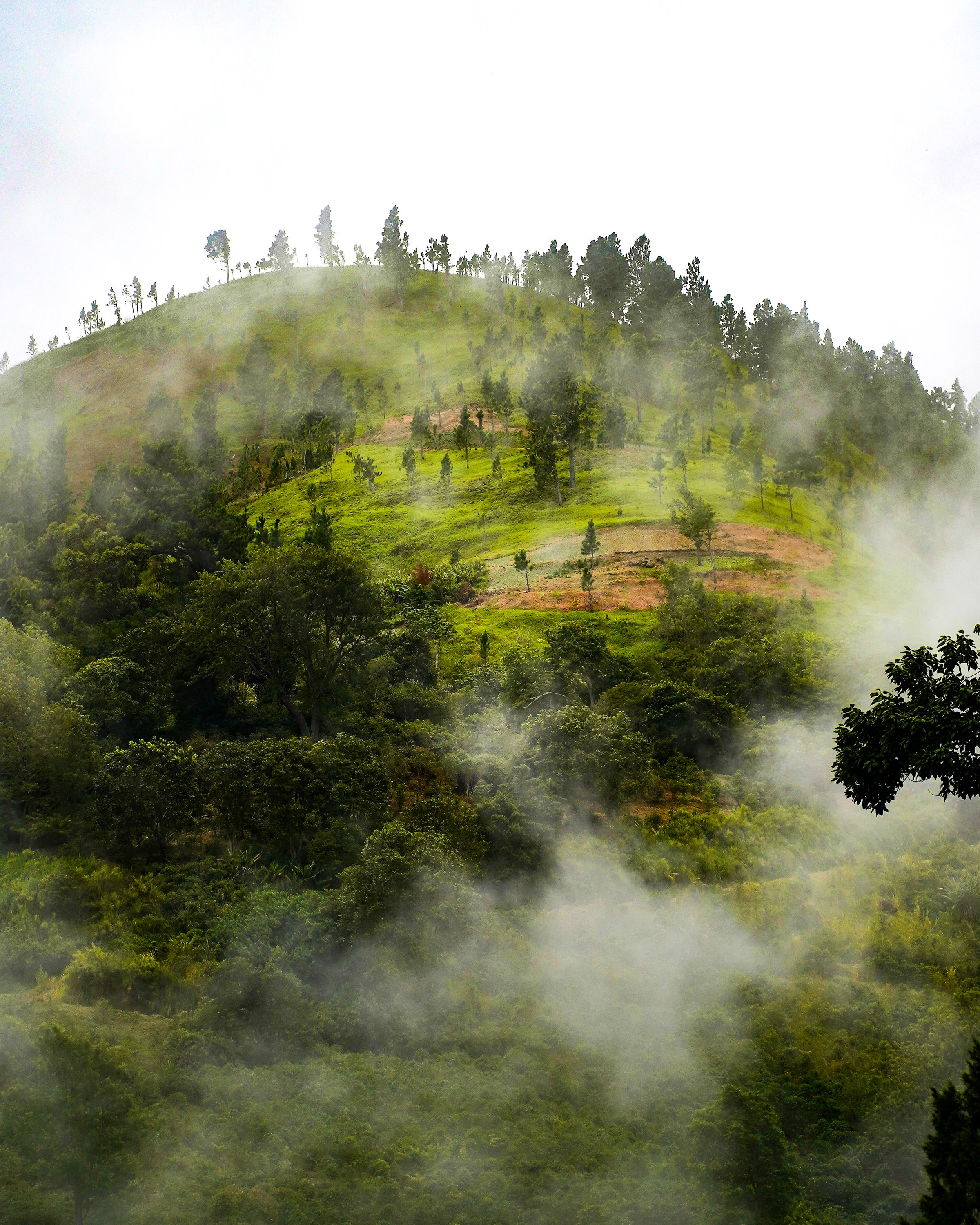 Misty hillside with fog weaving through lush green trees